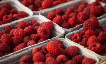Berry Agribusiness & Value Chains