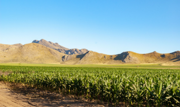 Sugar Agroindustry & Commercialization 1
