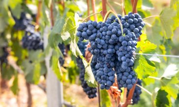 Wine business